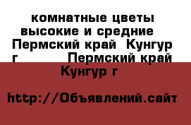 комнатные цветы высокие и средние - Пермский край, Кунгур г.  »    . Пермский край,Кунгур г.